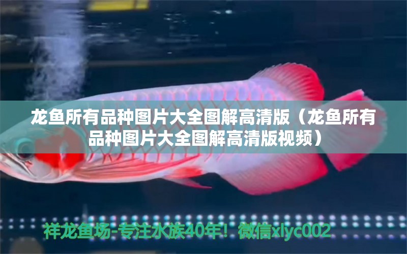 龍魚所有品種圖片大全圖解高清版（龍魚所有品種圖片大全圖解高清版視頻）