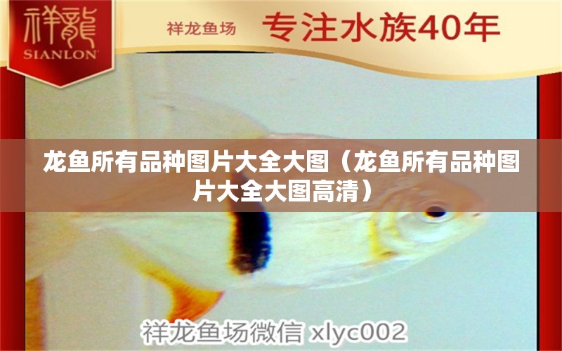 龍魚所有品種圖片大全大圖（龍魚所有品種圖片大全大圖高清）