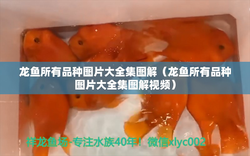 龍魚所有品種圖片大全集圖解（龍魚所有品種圖片大全集圖解視頻） 龍魚疾病與治療