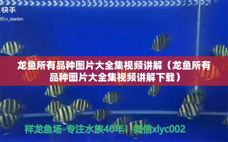 龍魚所有品種圖片大全集視頻講解（龍魚所有品種圖片大全集視頻講解下載） 龍魚疾病與治療