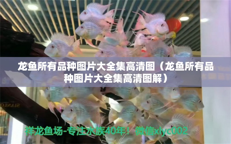 龍魚所有品種圖片大全集高清圖（龍魚所有品種圖片大全集高清圖解） 龍魚疾病與治療