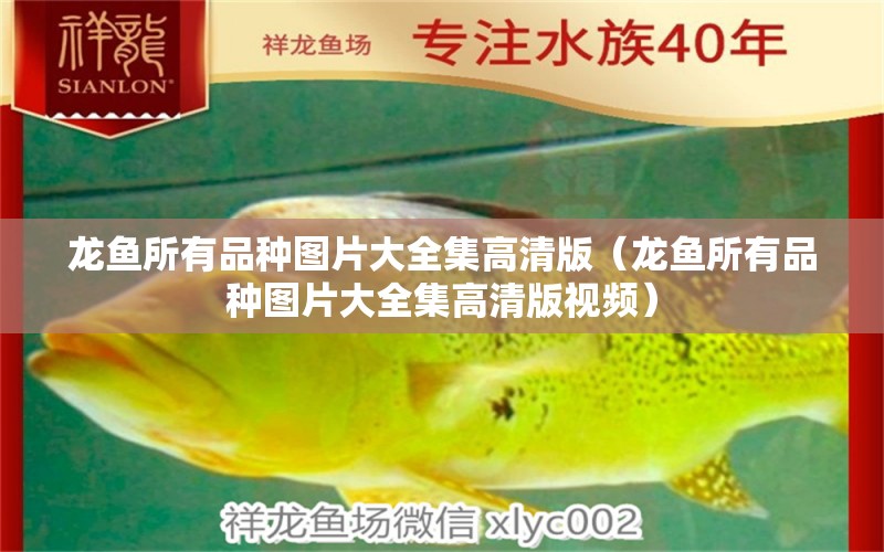 龍魚所有品種圖片大全集高清版（龍魚所有品種圖片大全集高清版視頻） 龍魚疾病與治療