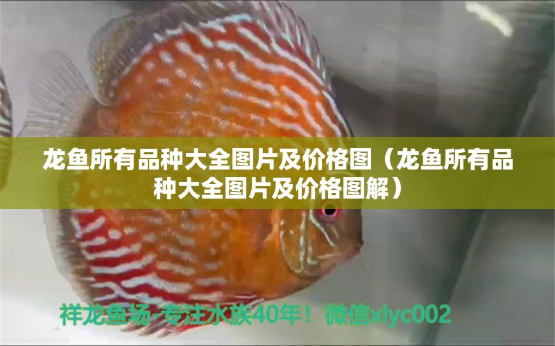 龍魚所有品種大全圖片及價格圖（龍魚所有品種大全圖片及價格圖解）