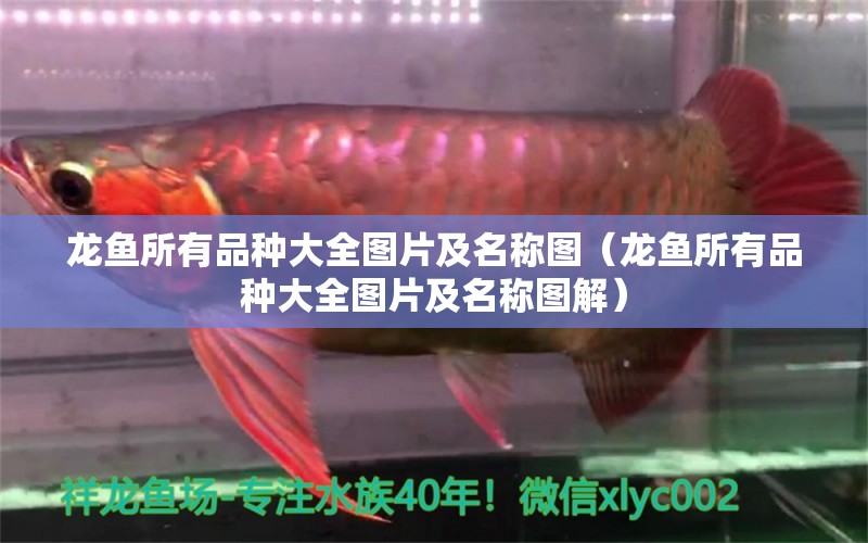 龍魚所有品種大全圖片及名稱圖（龍魚所有品種大全圖片及名稱圖解）