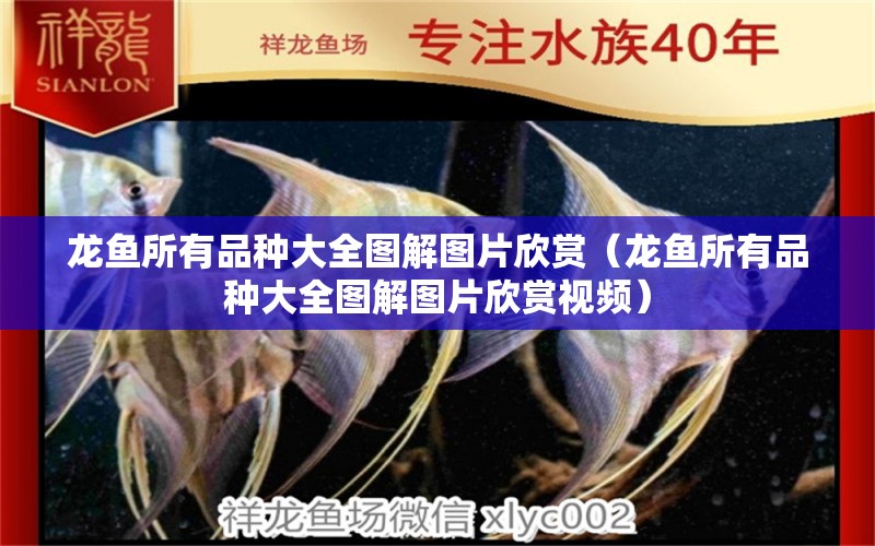 龍魚所有品種大全圖解圖片欣賞（龍魚所有品種大全圖解圖片欣賞視頻） 龍魚疾病與治療