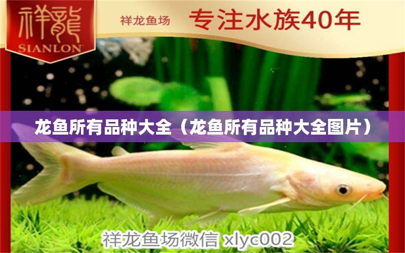 龍魚所有品種大全（龍魚所有品種大全圖片）