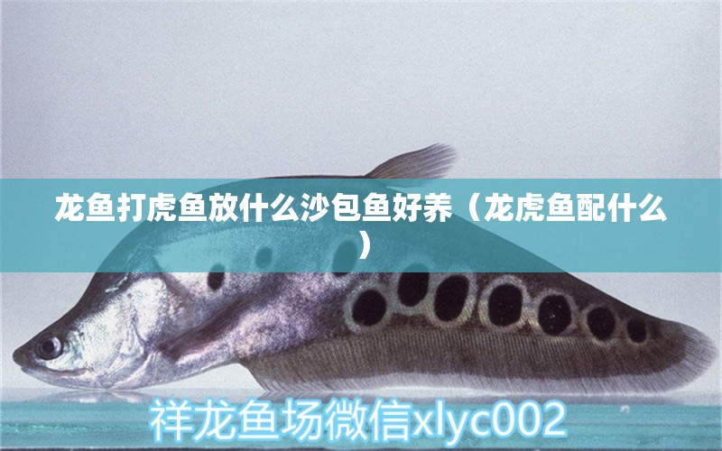 龍魚打虎魚放什么沙包魚好養(yǎng)（龍虎魚配什么）