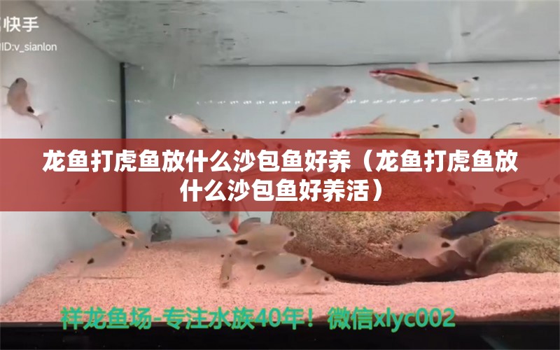 龍魚打虎魚放什么沙包魚好養(yǎng)（龍魚打虎魚放什么沙包魚好養(yǎng)活） 藍底過背金龍魚