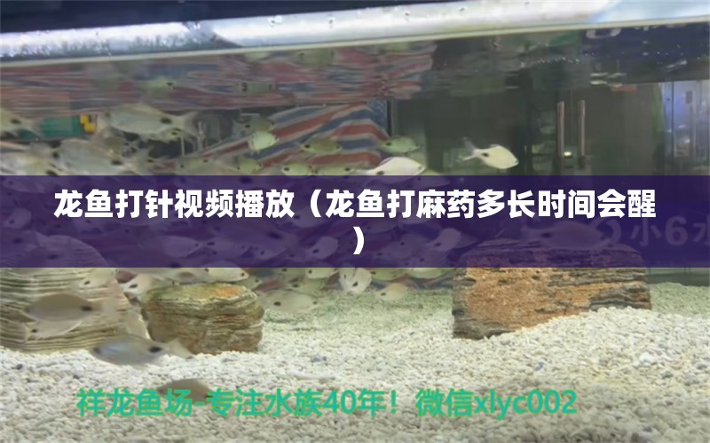 龍魚(yú)打針視頻播放（龍魚(yú)打麻藥多長(zhǎng)時(shí)間會(huì)醒）