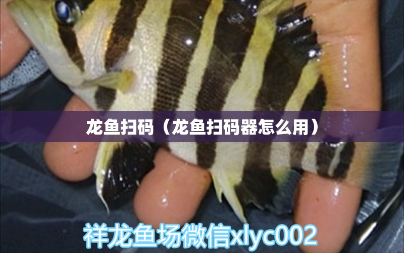 龍魚(yú)掃碼（龍魚(yú)掃碼器怎么用） 廣州龍魚(yú)批發(fā)市場(chǎng)