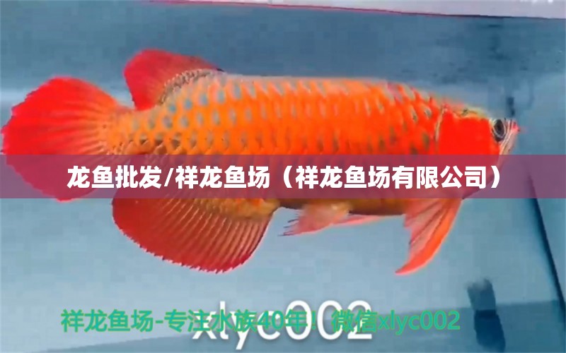 龍魚批發(fā)/祥龍魚場（祥龍魚場有限公司） 龍魚批發(fā)