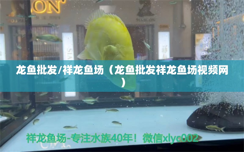 龍魚批發(fā)/祥龍魚場（龍魚批發(fā)祥龍魚場視頻網(wǎng)）