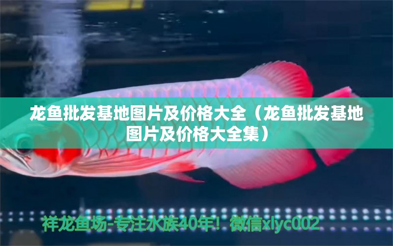 龍魚批發(fā)基地圖片及價格大全（龍魚批發(fā)基地圖片及價格大全集）