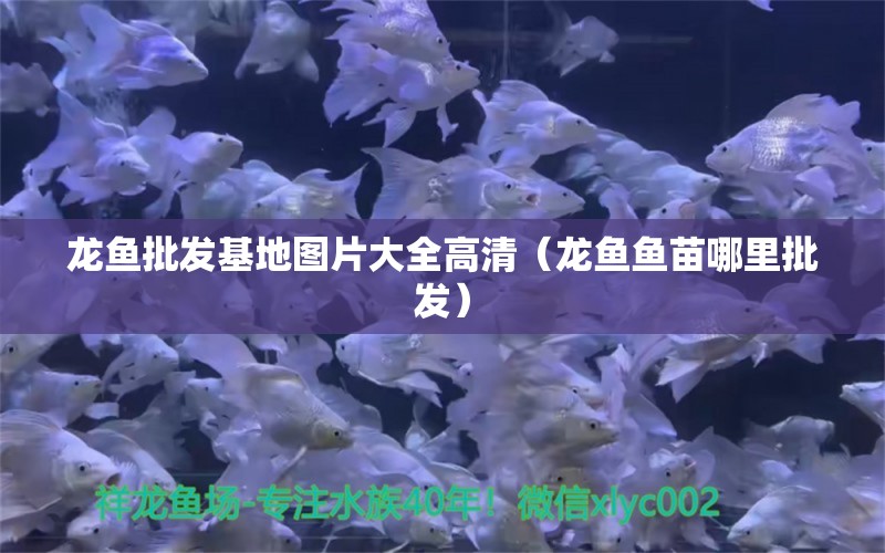 龍魚批發(fā)基地圖片大全高清（龍魚魚苗哪里批發(fā)）