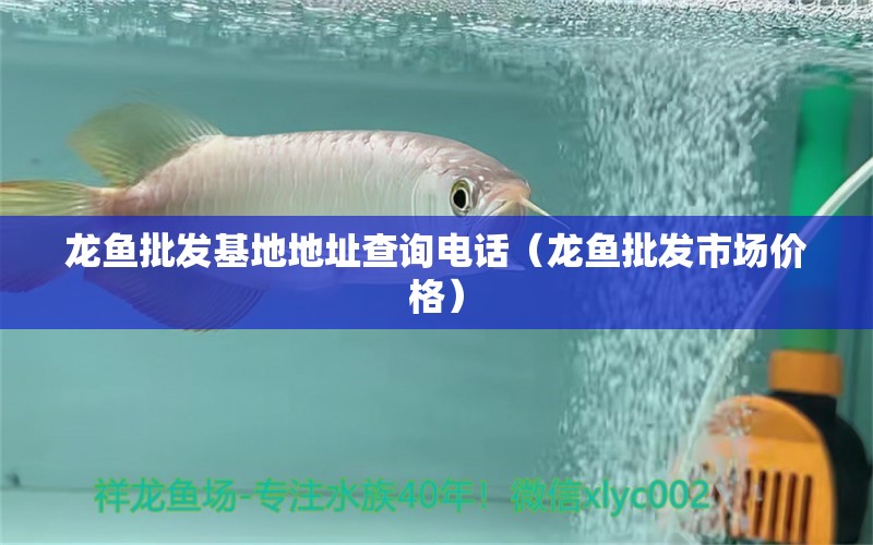 龍魚(yú)批發(fā)基地地址查詢電話（龍魚(yú)批發(fā)市場(chǎng)價(jià)格）