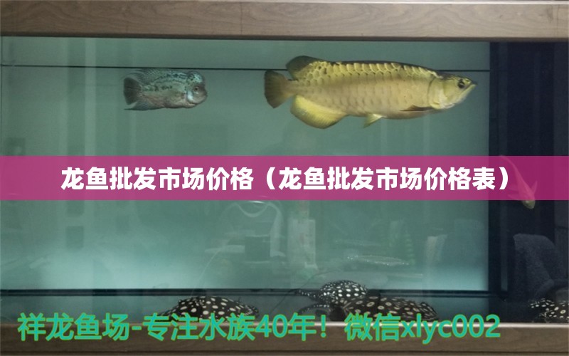 龍魚批發(fā)市場價(jià)格（龍魚批發(fā)市場價(jià)格表） 龍魚批發(fā)