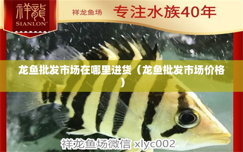 龍魚批發(fā)市場在哪里進(jìn)貨（龍魚批發(fā)市場價(jià)格）