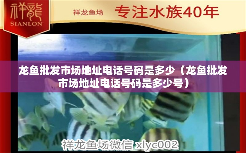 龍魚批發(fā)市場地址電話號碼是多少（龍魚批發(fā)市場地址電話號碼是多少號）