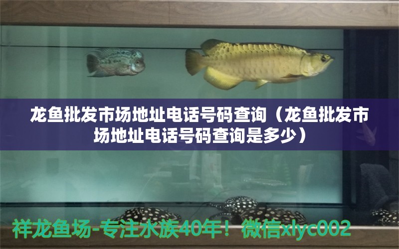 龍魚批發(fā)市場(chǎng)地址電話號(hào)碼查詢（龍魚批發(fā)市場(chǎng)地址電話號(hào)碼查詢是多少） 龍魚批發(fā)