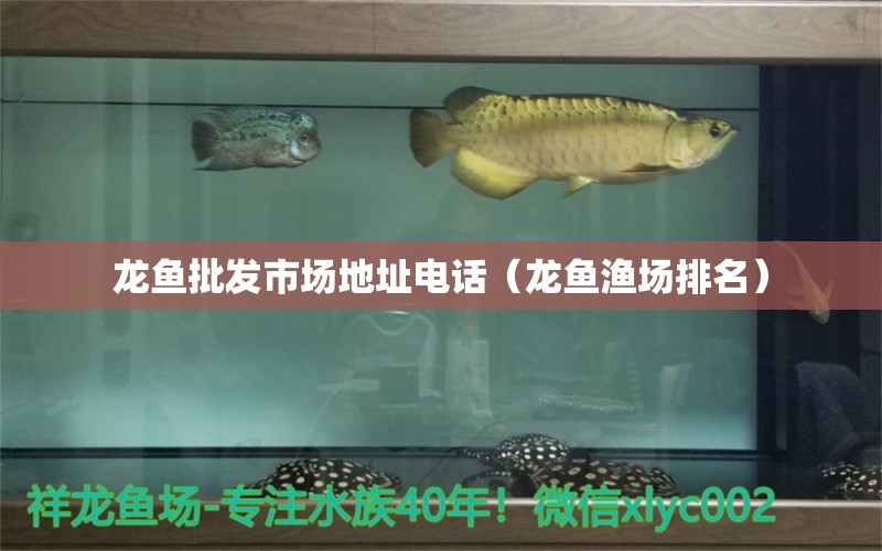 龍魚批發(fā)市場地址電話（龍魚漁場排名）