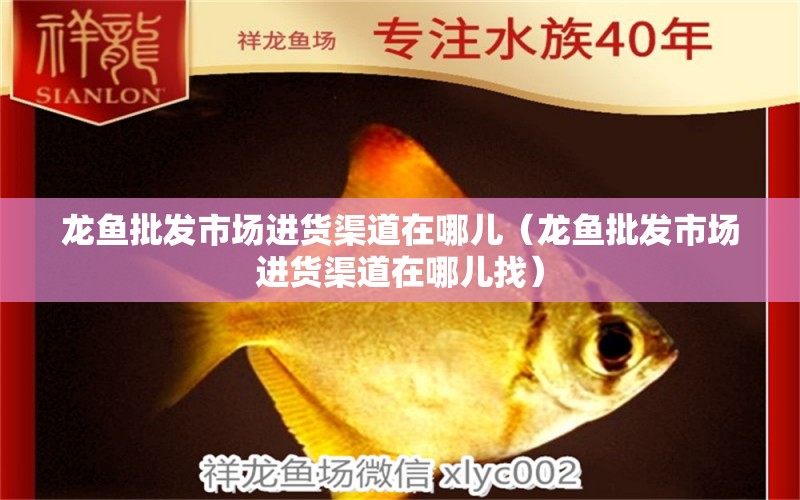 龍魚批發(fā)市場進貨渠道在哪兒（龍魚批發(fā)市場進貨渠道在哪兒找）