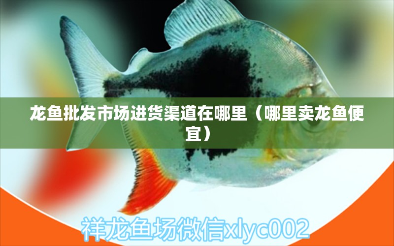 龍魚批發(fā)市場進(jìn)貨渠道在哪里（哪里賣龍魚便宜）