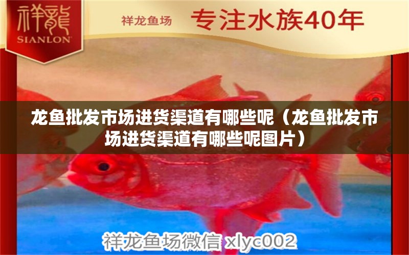 龍魚(yú)批發(fā)市場(chǎng)進(jìn)貨渠道有哪些呢（龍魚(yú)批發(fā)市場(chǎng)進(jìn)貨渠道有哪些呢圖片） 龍魚(yú)批發(fā)