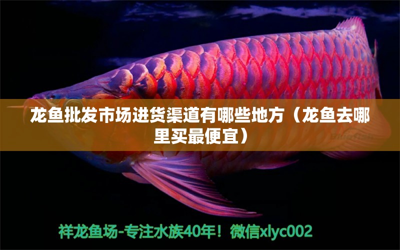 龍魚批發(fā)市場(chǎng)進(jìn)貨渠道有哪些地方（龍魚去哪里買最便宜）