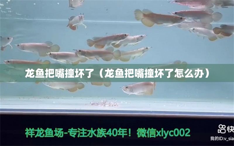 龍魚把嘴撞壞了（龍魚把嘴撞壞了怎么辦）