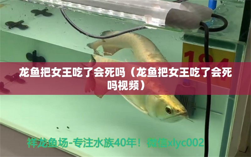 龍魚把女王吃了會死嗎（龍魚把女王吃了會死嗎視頻） 廣州龍魚批發(fā)市場