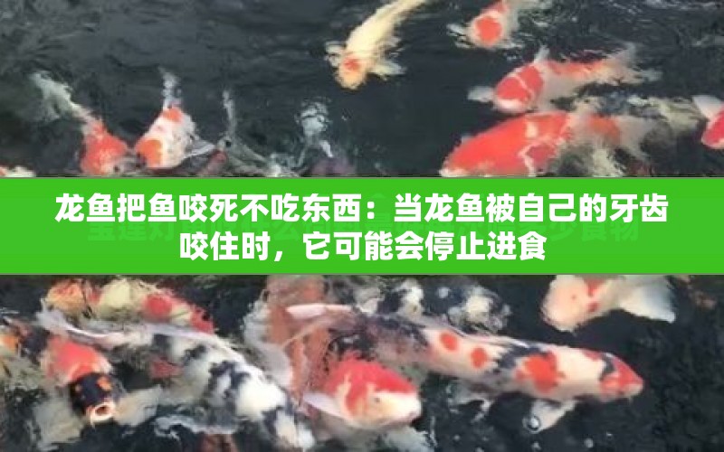 龍魚把魚咬死不吃東西：當(dāng)龍魚被自己的牙齒咬住時(shí)，它可能會(huì)停止進(jìn)食 水族問答