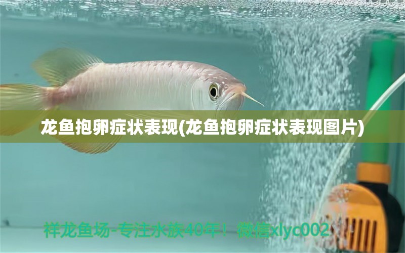 龍魚抱卵癥狀表現(xiàn)(龍魚抱卵癥狀表現(xiàn)圖片) 觀賞魚百科