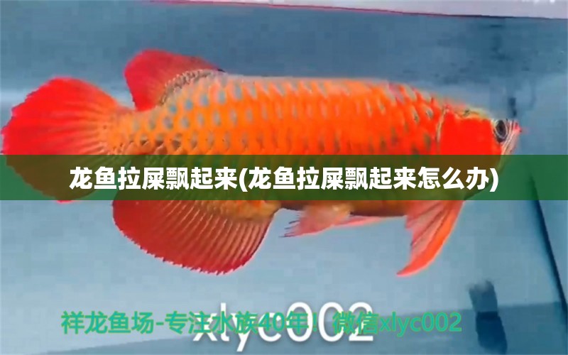 龍魚拉屎飄起來(龍魚拉屎飄起來怎么辦) 黃金夢(mèng)幻雷龍魚