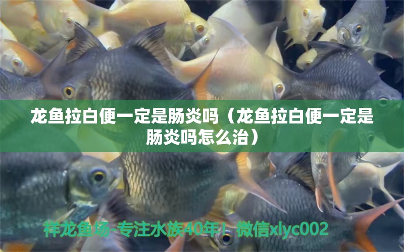 龍魚拉白便一定是腸炎嗎（龍魚拉白便一定是腸炎嗎怎么治）