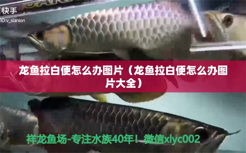 龍魚拉白便怎么辦圖片（龍魚拉白便怎么辦圖片大全） 廣州龍魚批發(fā)市場