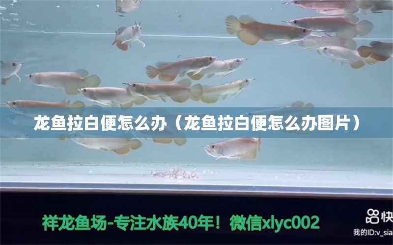 龍魚拉白便怎么辦（龍魚拉白便怎么辦圖片）