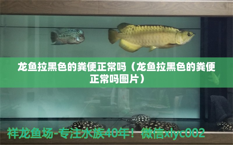 龍魚拉黑色的糞便正常嗎（龍魚拉黑色的糞便正常嗎圖片）