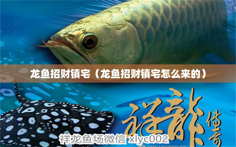 龍魚招財(cái)鎮(zhèn)宅（龍魚招財(cái)鎮(zhèn)宅怎么來(lái)的） 廣州龍魚批發(fā)市場(chǎng)