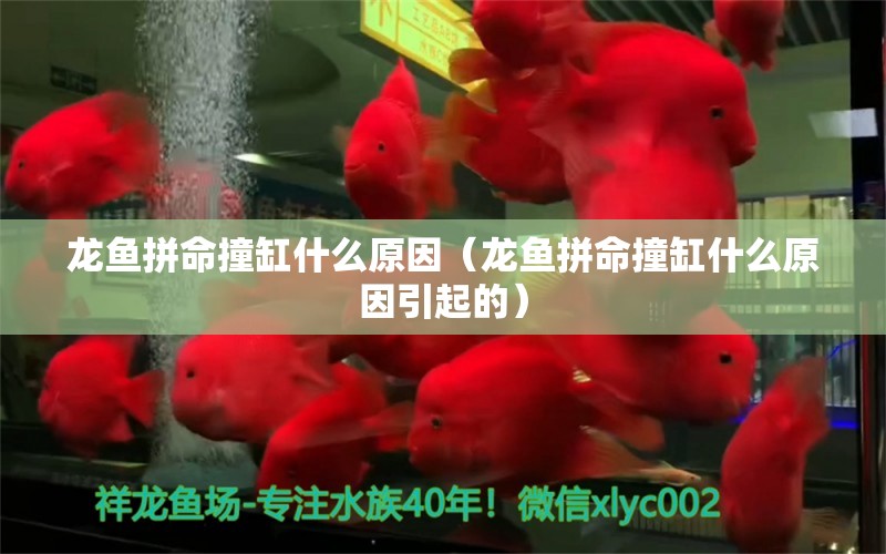 龍魚拼命撞缸什么原因（龍魚拼命撞缸什么原因引起的）