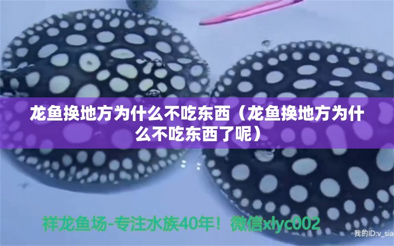 龍魚換地方為什么不吃東西（龍魚換地方為什么不吃東西了呢） 廣州龍魚批發(fā)市場