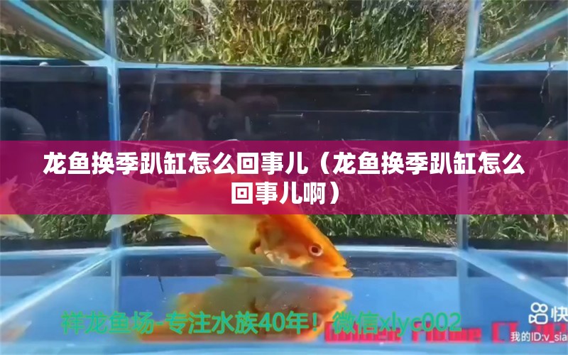 龍魚換季趴缸怎么回事兒（龍魚換季趴缸怎么回事兒?。? title=