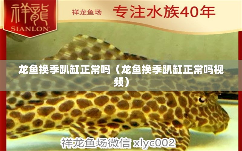 龍魚換季趴缸正常嗎（龍魚換季趴缸正常嗎視頻） 廣州龍魚批發(fā)市場(chǎng)