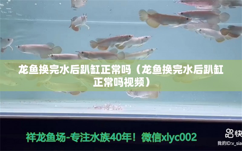 龍魚換完水后趴缸正常嗎（龍魚換完水后趴缸正常嗎視頻） 廣州龍魚批發(fā)市場