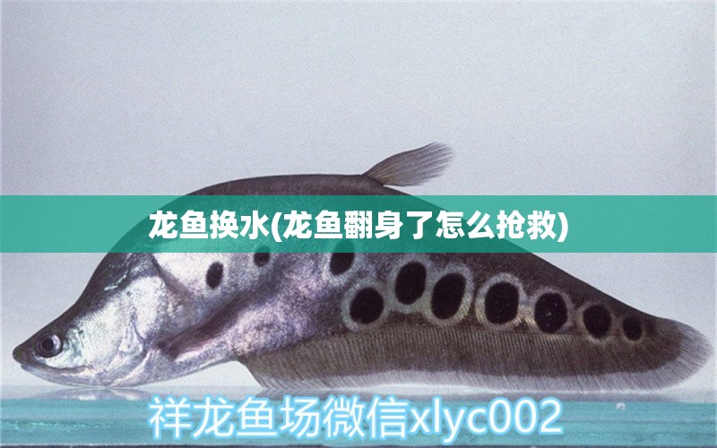 龍魚換水(龍魚翻身了怎么搶救) 白子金龍魚