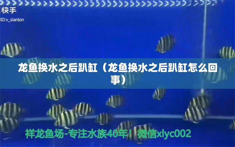 龍魚換水之后趴缸（龍魚換水之后趴缸怎么回事） 廣州龍魚批發(fā)市場