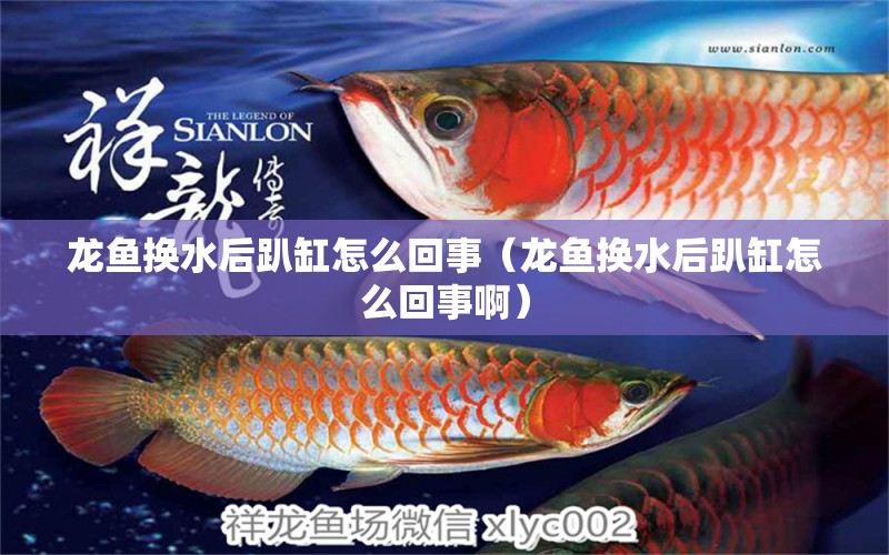 龍魚(yú)換水后趴缸怎么回事（龍魚(yú)換水后趴缸怎么回事?。?廣州龍魚(yú)批發(fā)市場(chǎng)