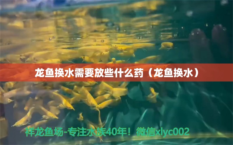 龍魚換水需要放些什么藥（龍魚換水）