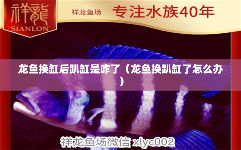 龍魚換缸后趴缸是咋了（龍魚換趴缸了怎么辦） 祥龍水族醫(yī)院