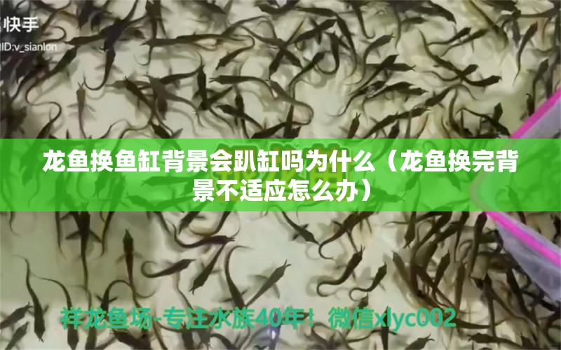 龍魚換魚缸背景會(huì)趴缸嗎為什么（龍魚換完背景不適應(yīng)怎么辦）