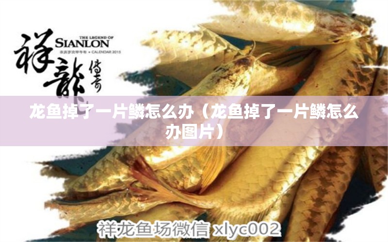 龍魚掉了一片鱗怎么辦（龍魚掉了一片鱗怎么辦圖片）